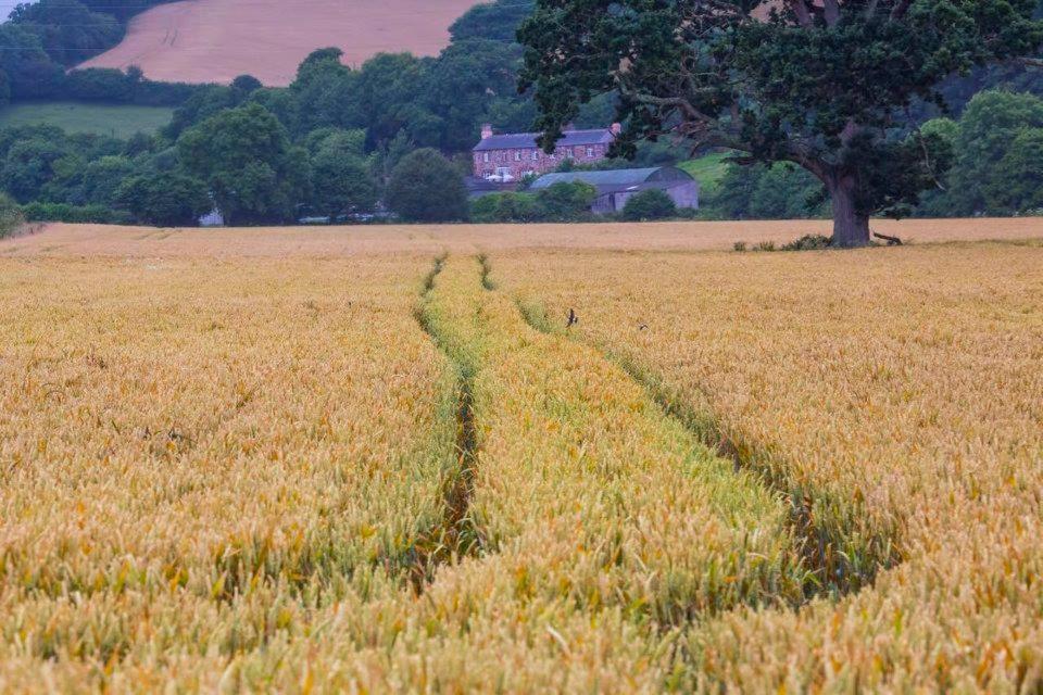 Langdon Barton Farm - Country * Долиш